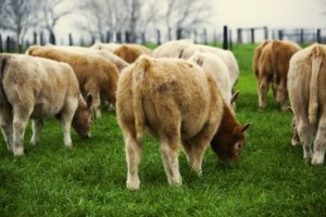 TUSA show cattle